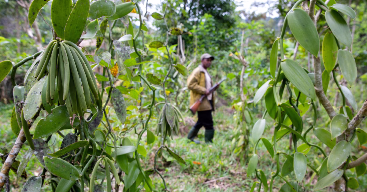 Vanilla farmer walking through vanilla plantation with green vanilla pods hanging from vines in Madagascar