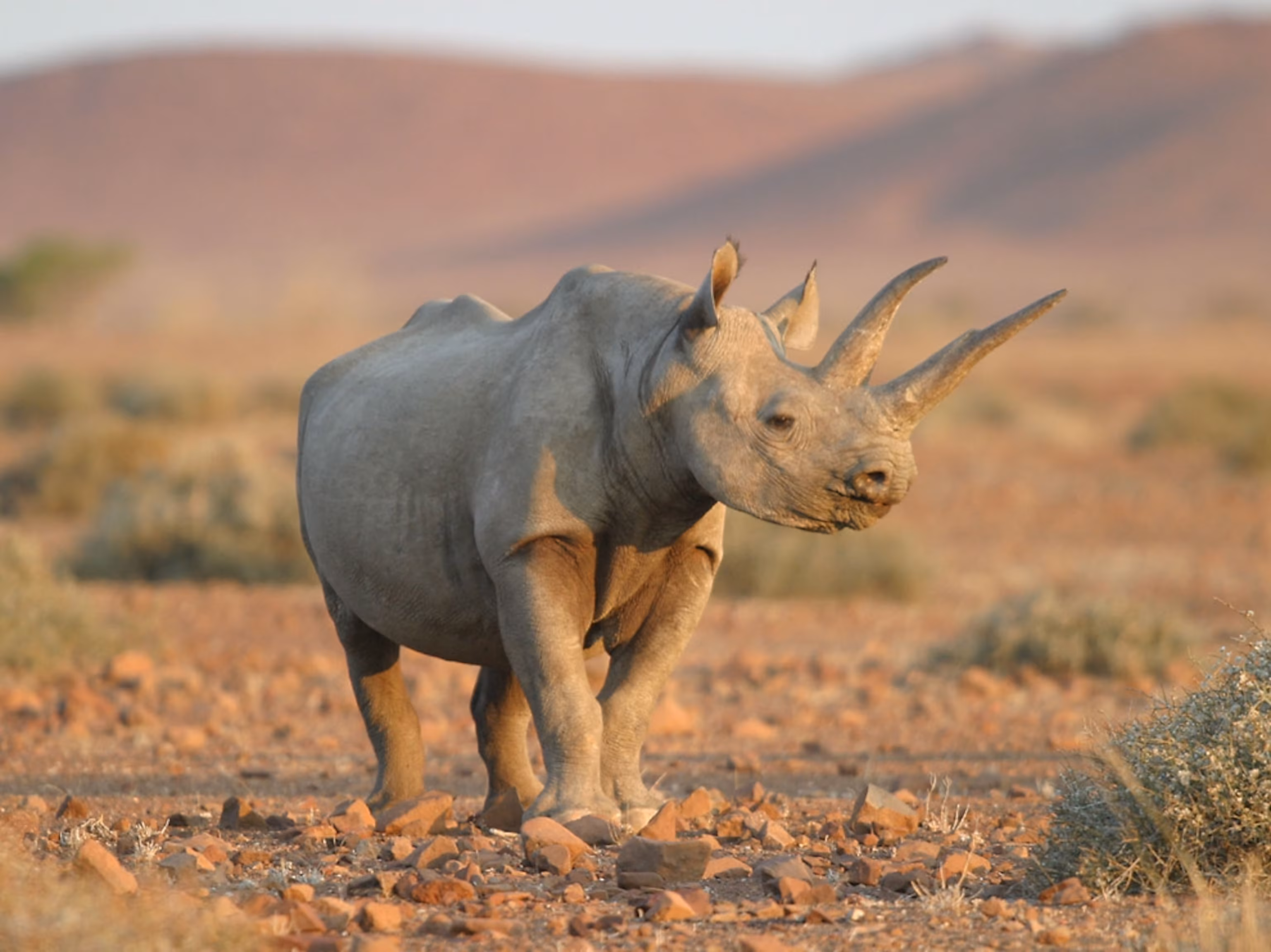 Black Rhinoceros