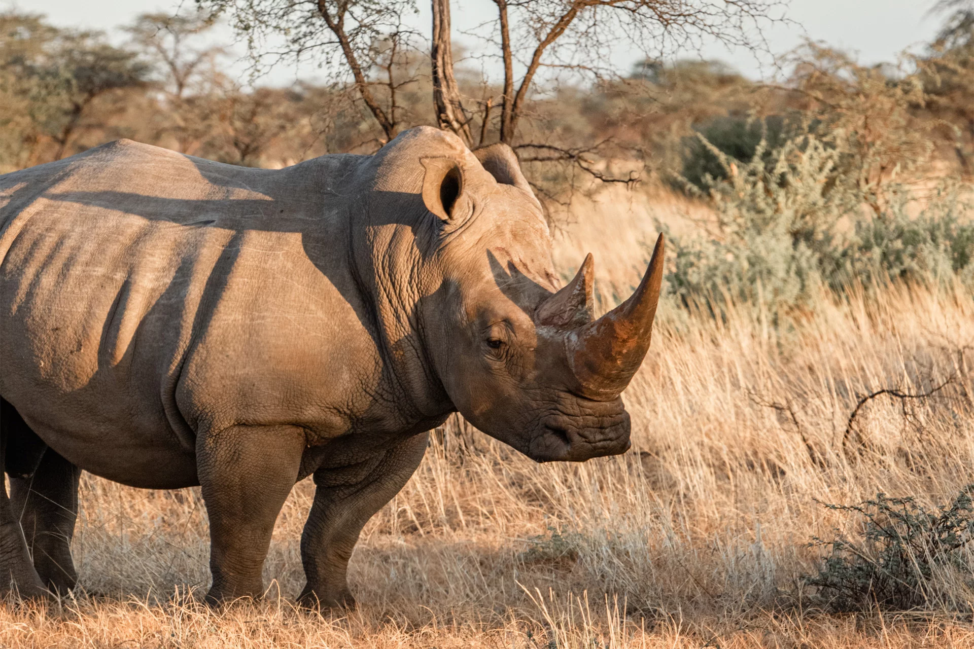 White rhinoceros in natural habitat representing conservation