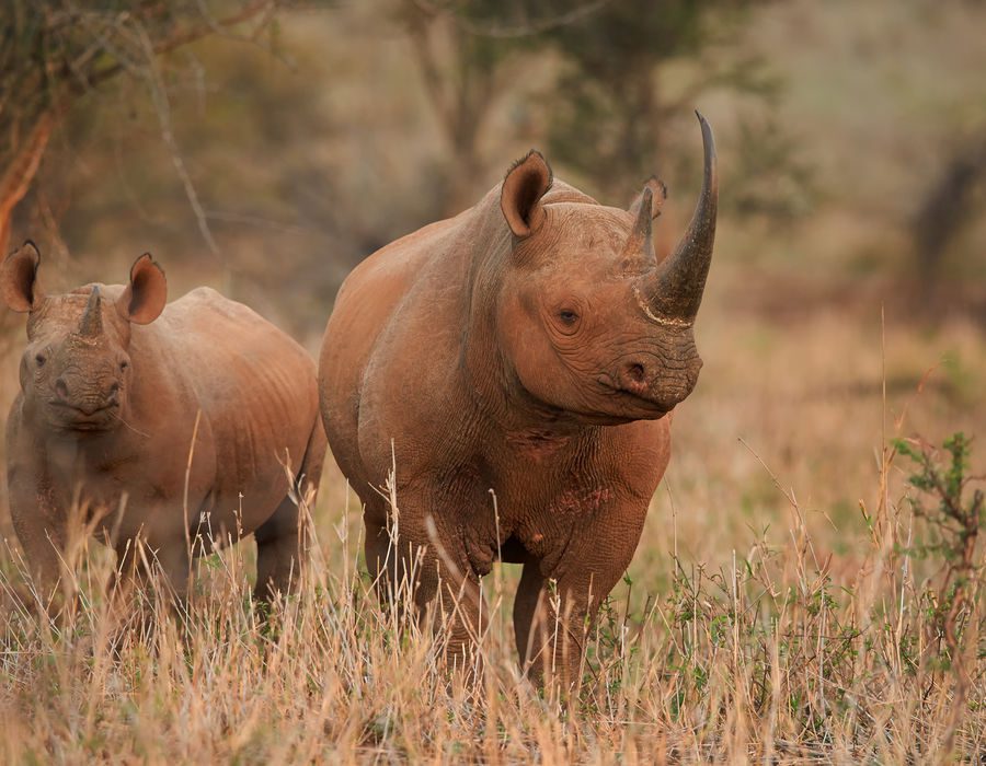 Conservation and sustainable travel practices