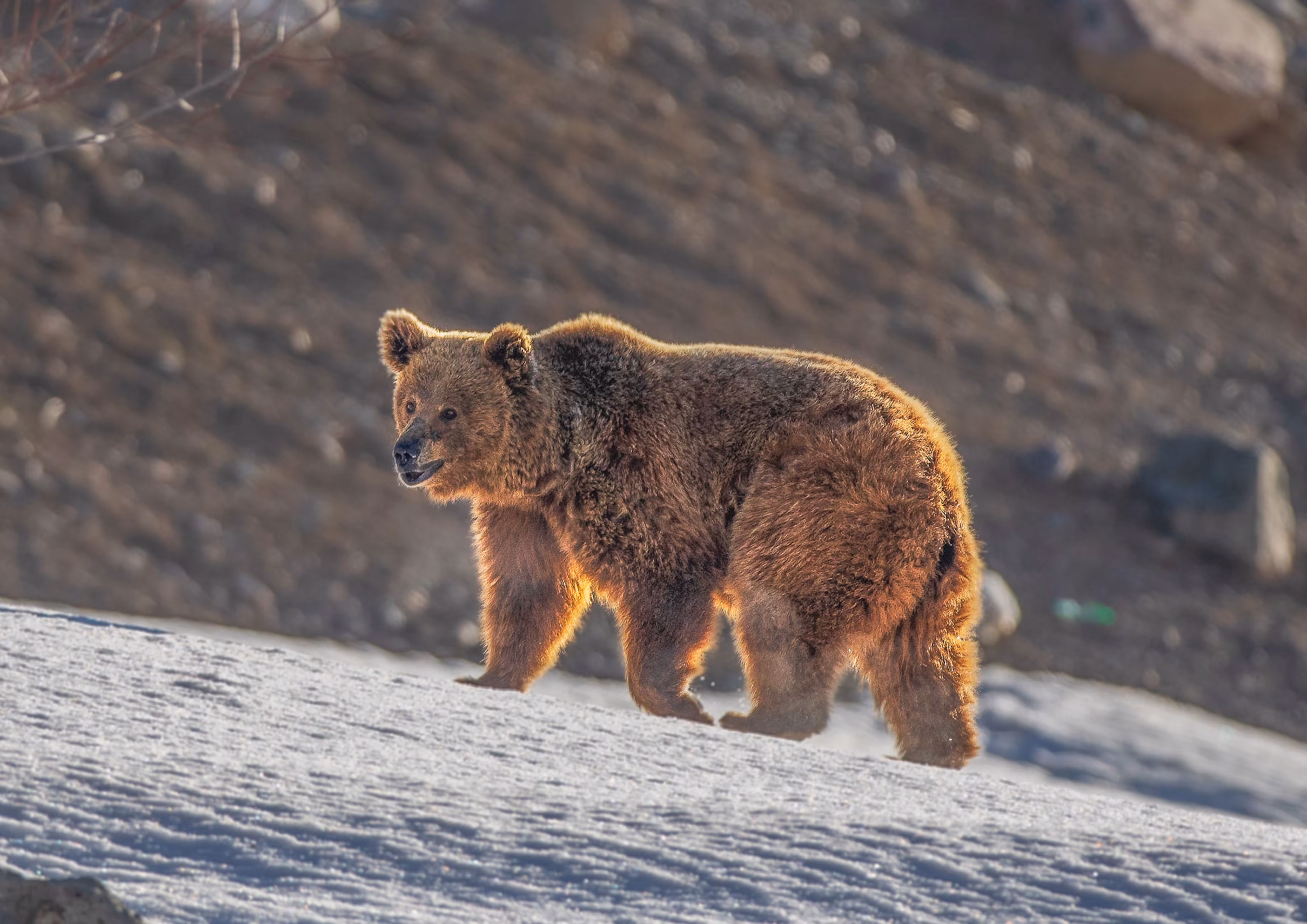 Himalayan Brown Bear