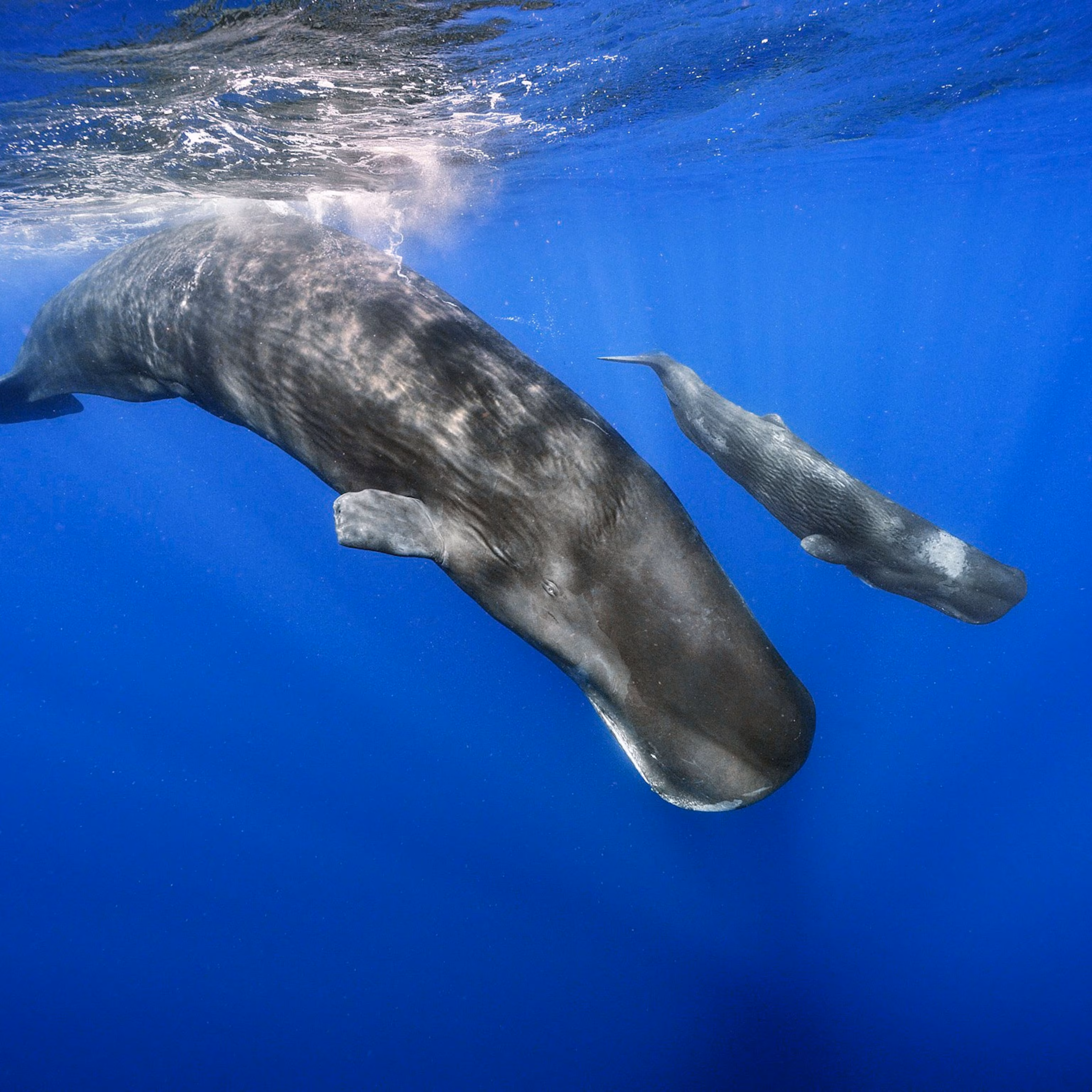 Sperm Whale