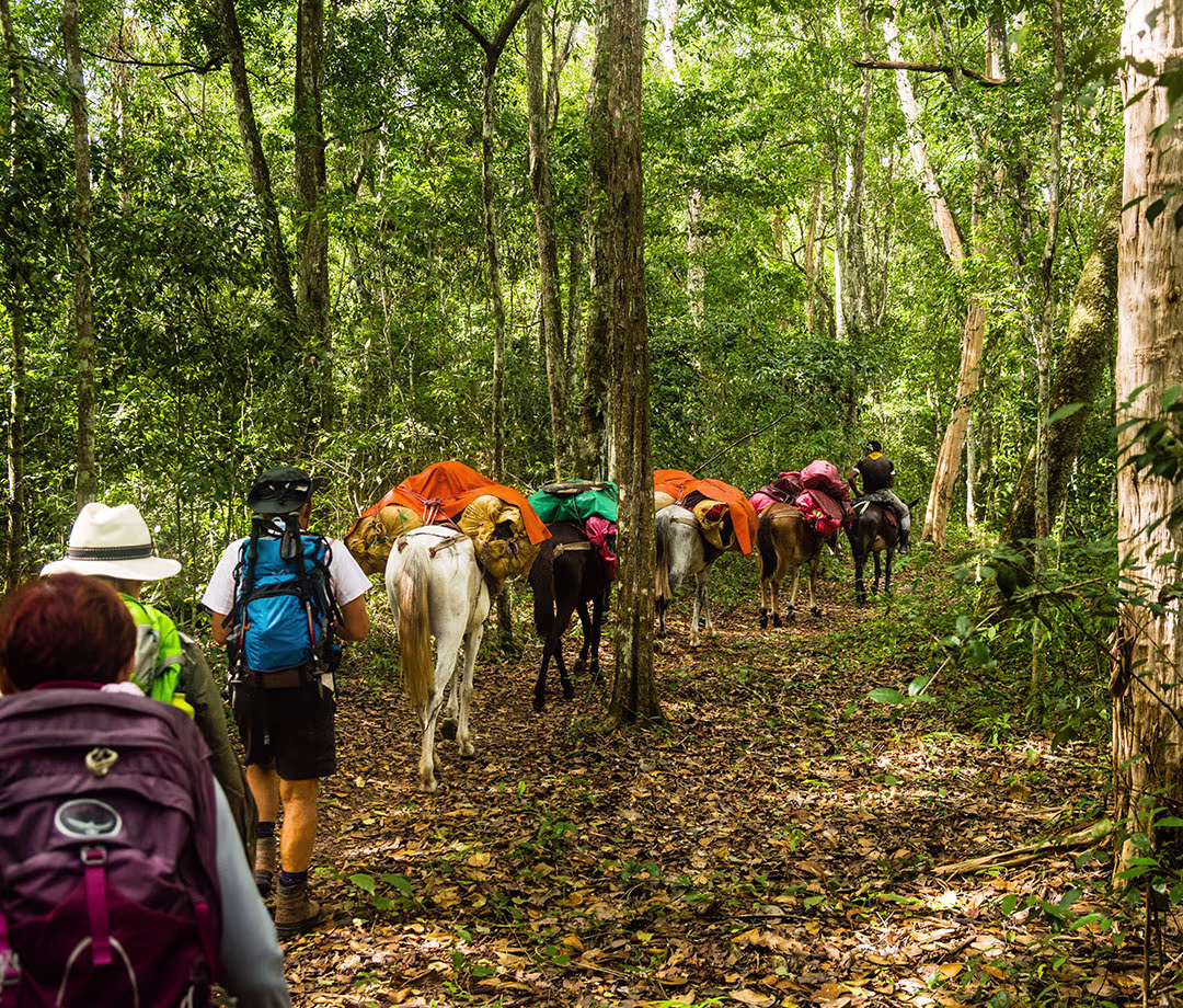 Pack horses carrying supplies through dense jungle forest on muddy trail with hikers