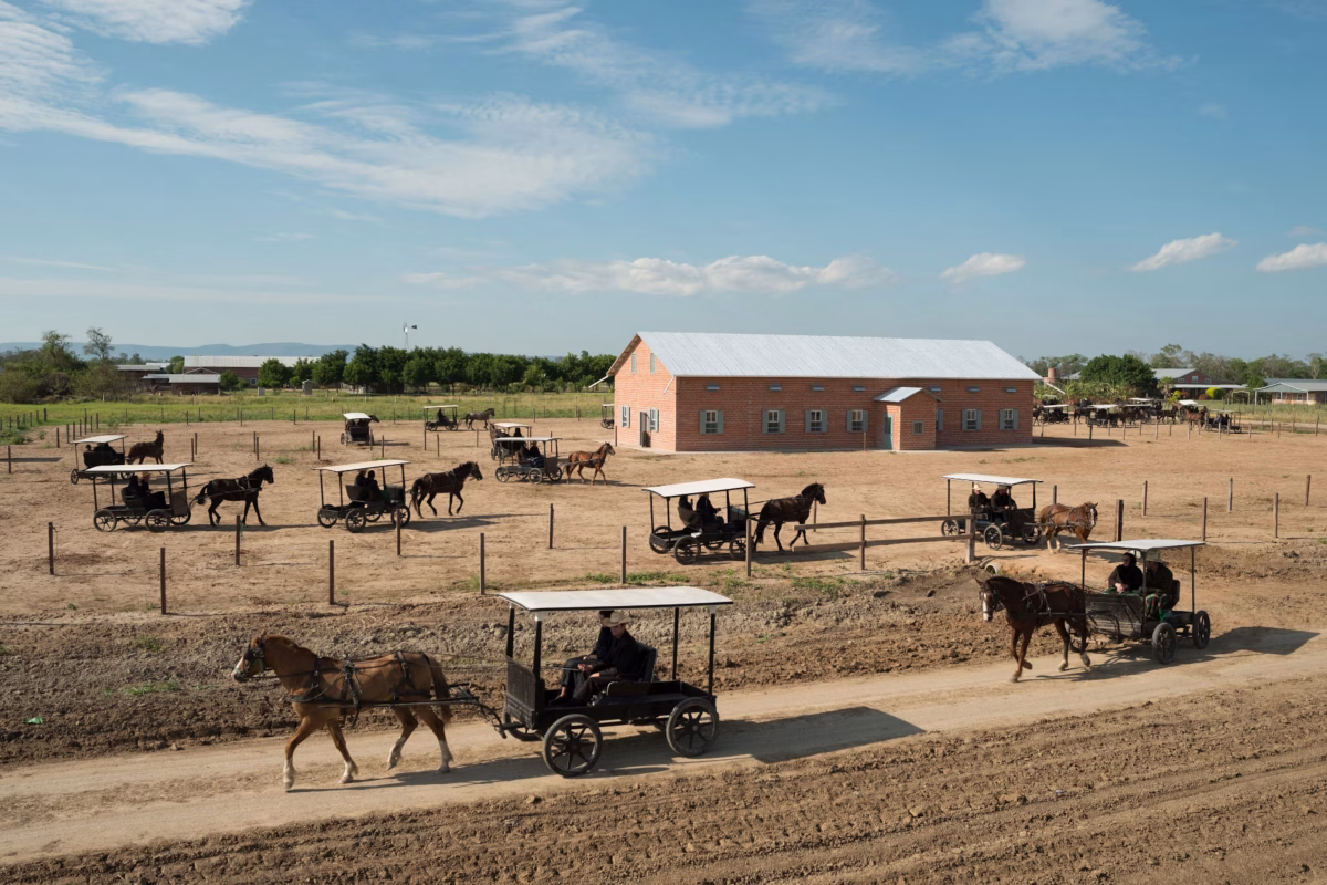 Mennonite horse-drawn buggies in rural Bolivia colony showcasing traditional sustainable transportation methods