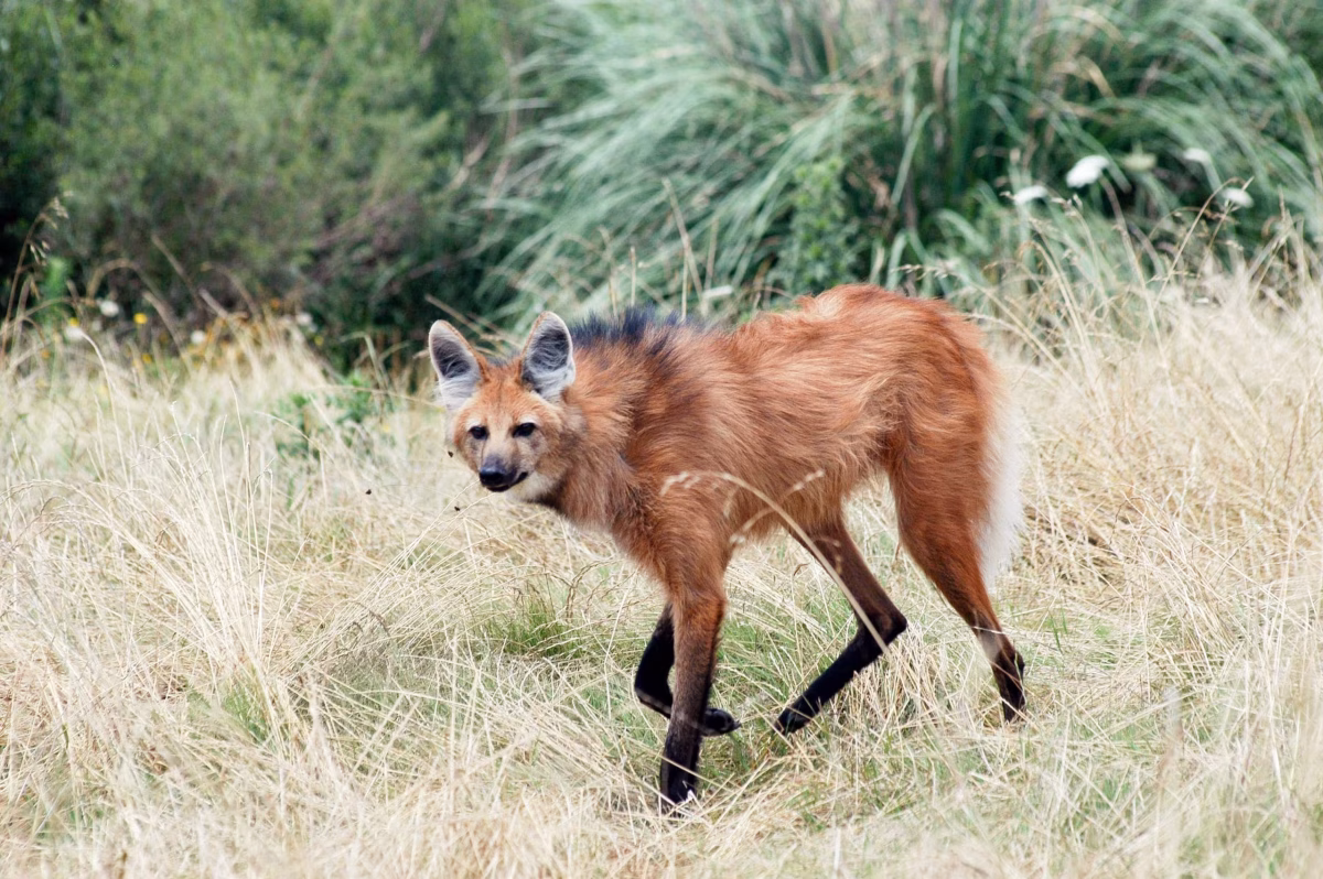 Maned wolf with distinctive reddish-brown fur and black legs standing in tall grassland