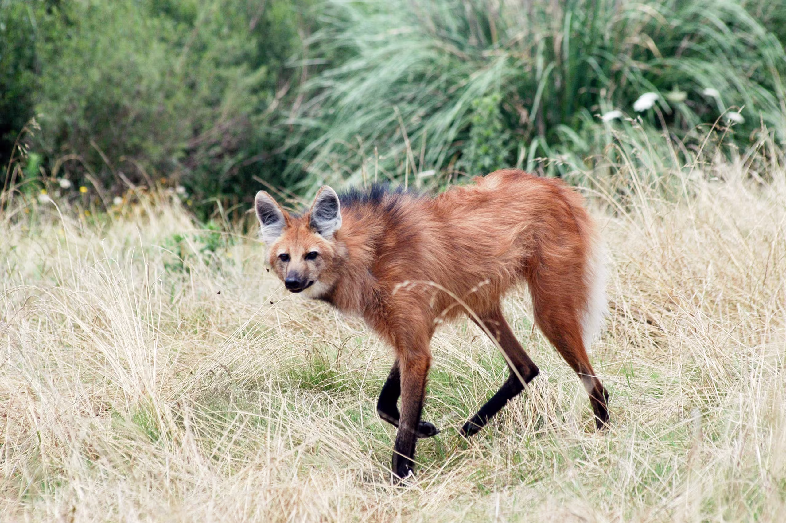 Maned wolf with distinctive reddish-brown fur and black legs standing in tall grassland