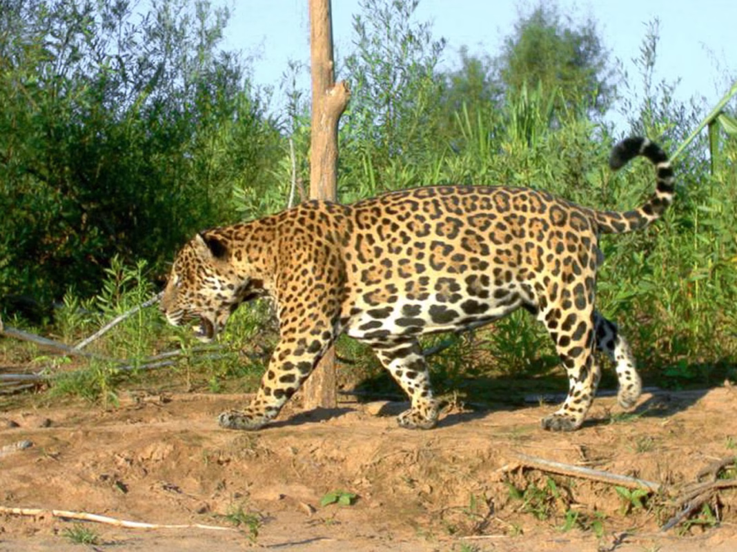 Jaguar with distinctive rosette spotted coat walking through Amazon rainforest habitat