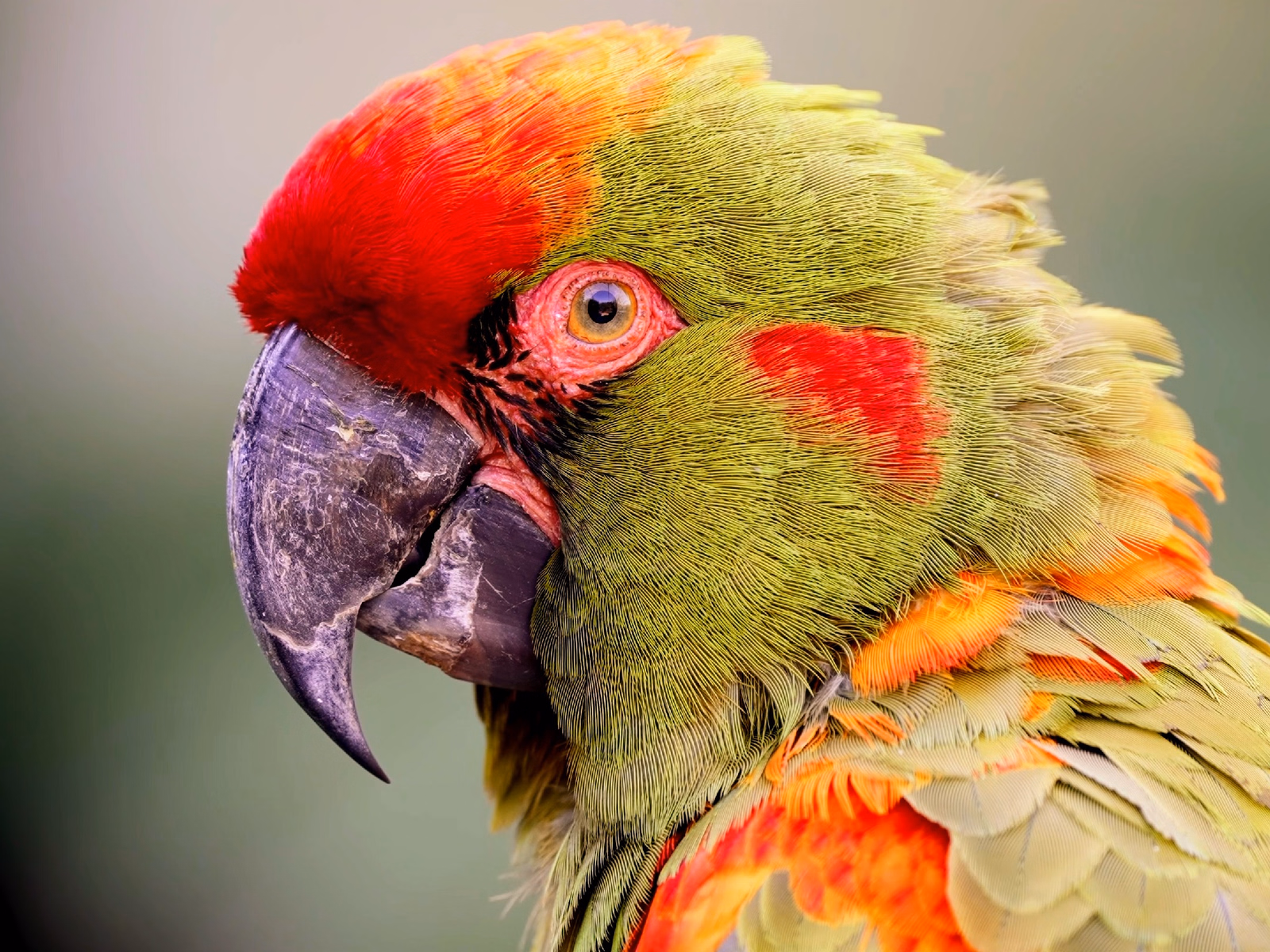 Red-fronted Macaw